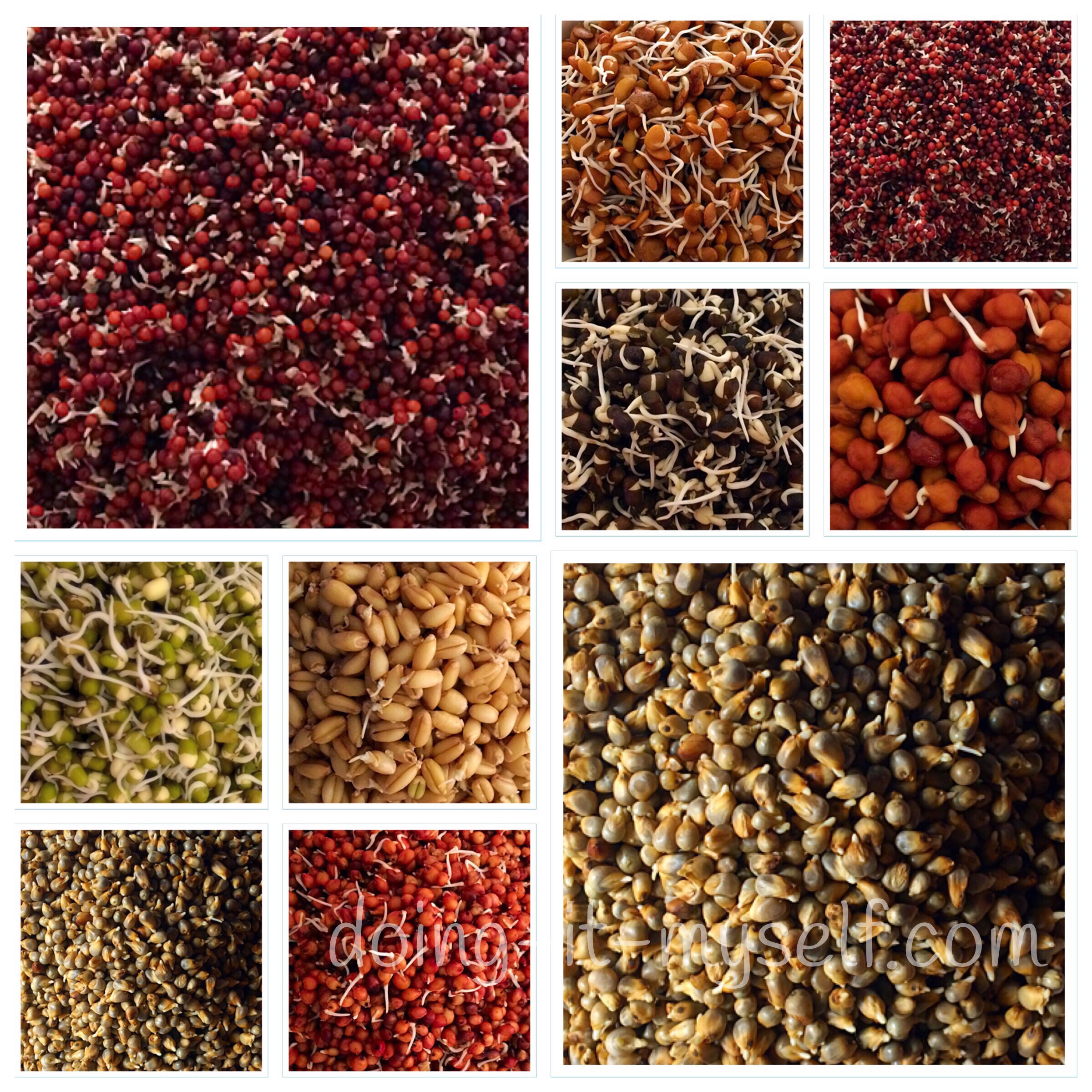 how-sprouts-look-finger millets-horse gram-chick peas- black gram- green gram- wheat- pearl millets-sorghum